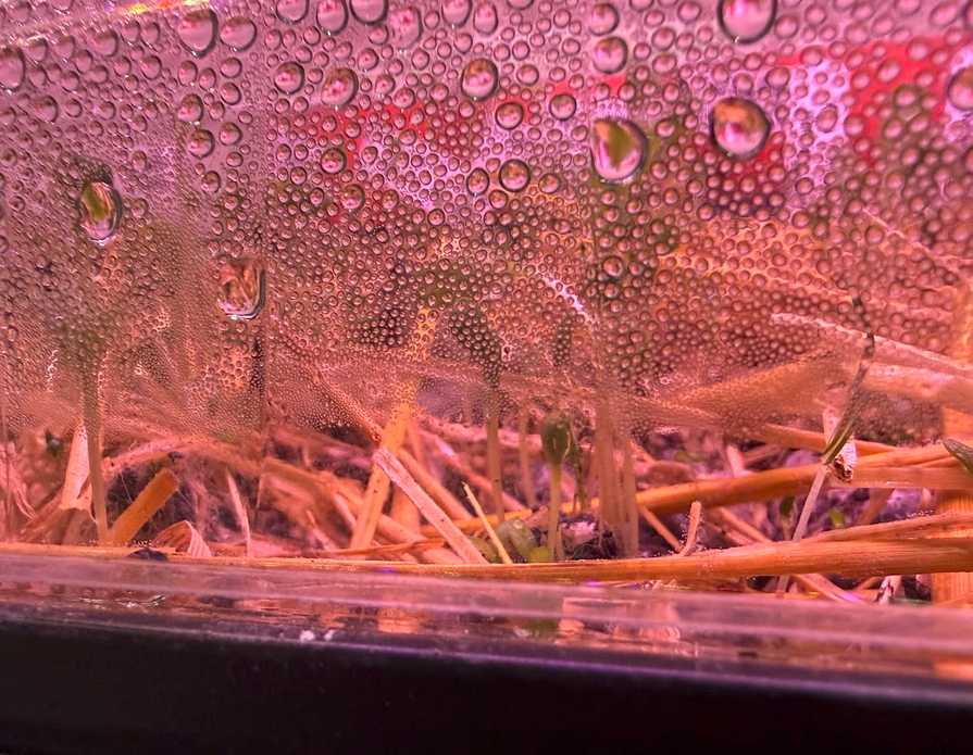 Plastic dome lid heavy with condensation over peat pod tray under pink LED grow light — humidity sealed for indoor seed germination