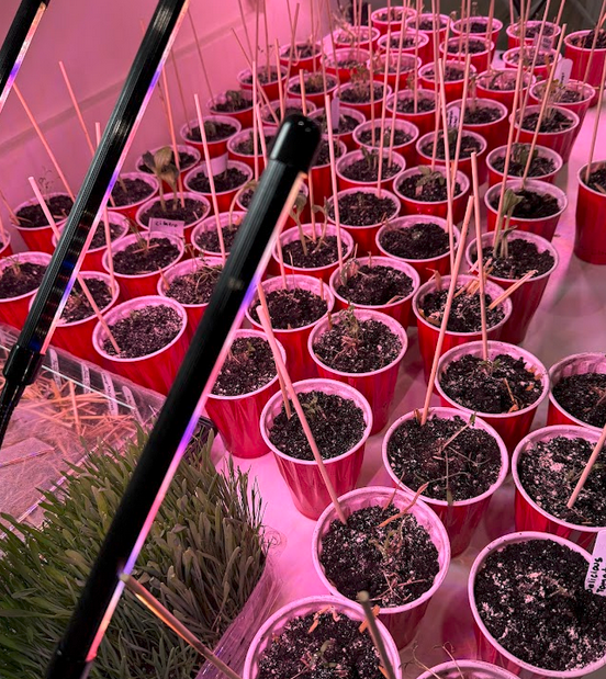 Solo cups with established seedlings growing under pink LED grow light indoors — 3–4 inches tall before outdoor hardening off
