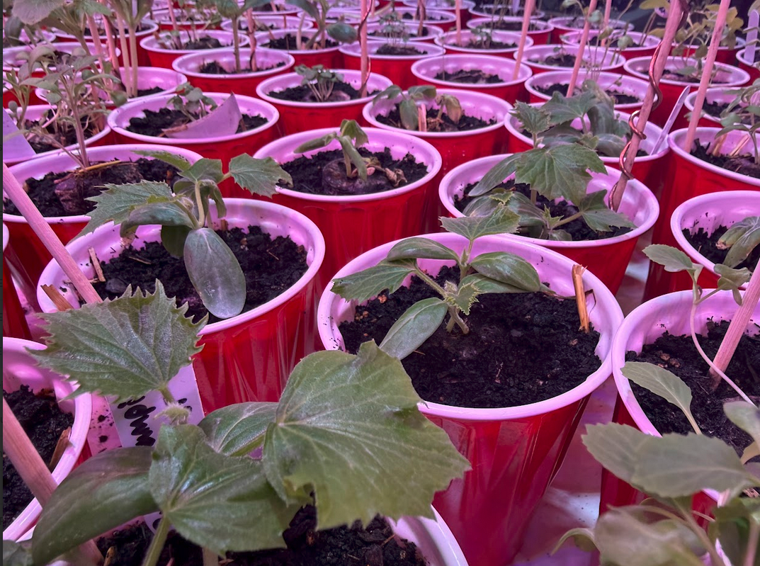 Indoor seed progress — May 2, 2026: seedlings in solo cups showing strong leafy growth under grow light