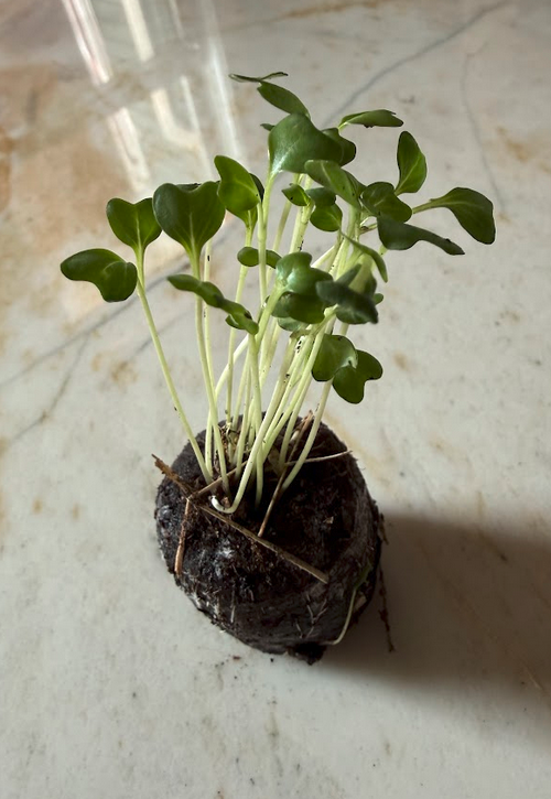 Peat moss seed-starting tray with rows labeled by plant type — three seeds per pod, set up indoors before dome sealing