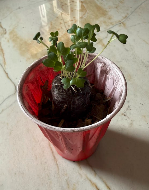 Sprouted peat pod on hay-peat base in solo cup, packed with organic potting soil after transplanting — misted once, no watering for one week