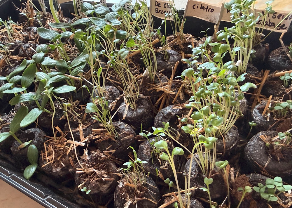 Freshly sprouted seedlings in labeled peat pods 5–10 days after indoor seeding — cilantro and basil starts pushing through