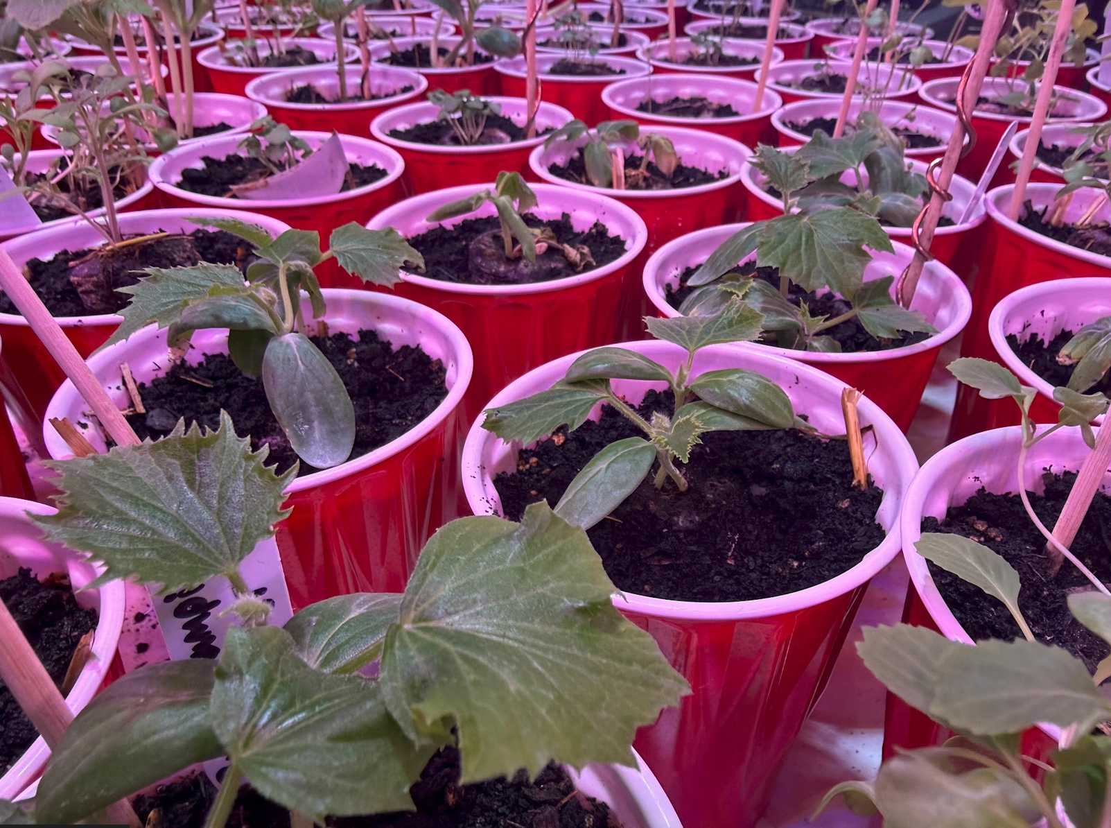 Indoor seedlings in solo cups under grow light — early stage, copper wire stakes visible aligned N/S/E/W