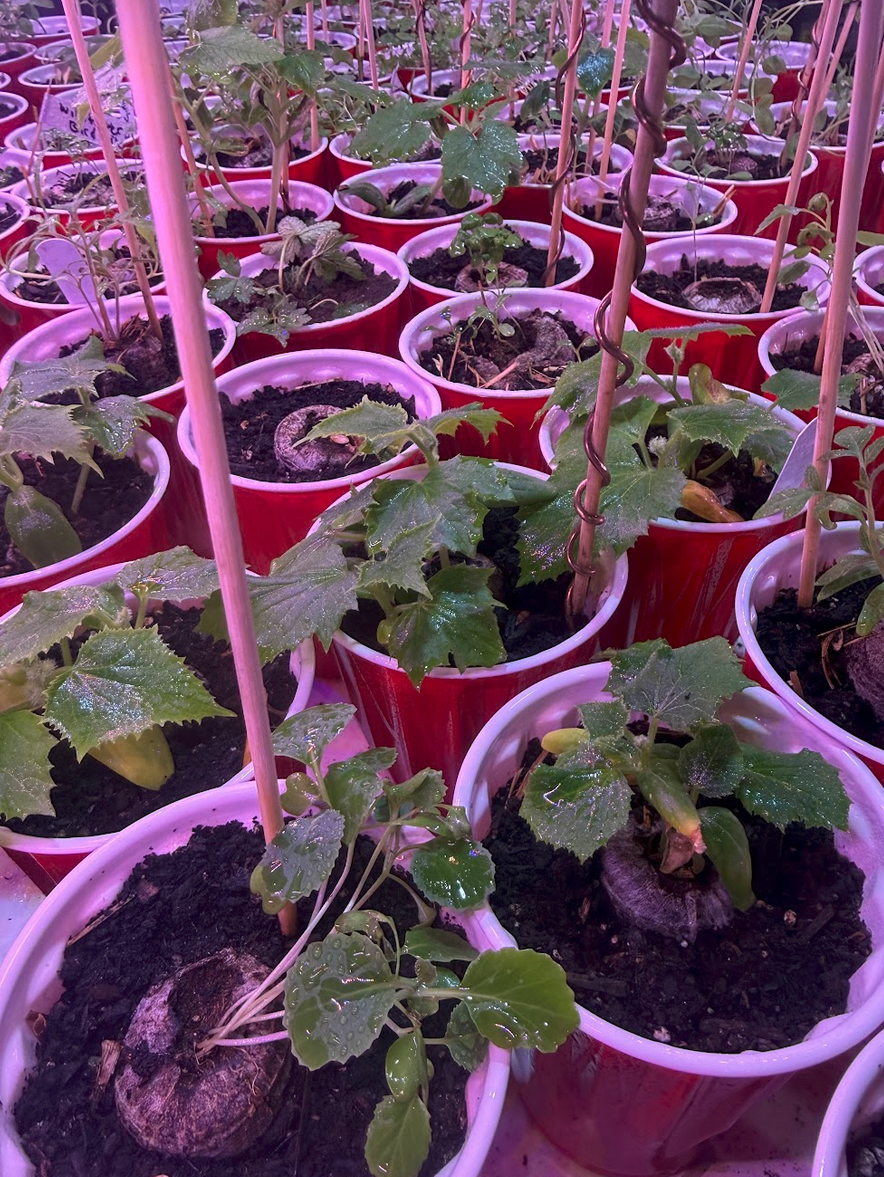 Seedling cups with copper wire stakes under grow light — mid-stage growth, root development period