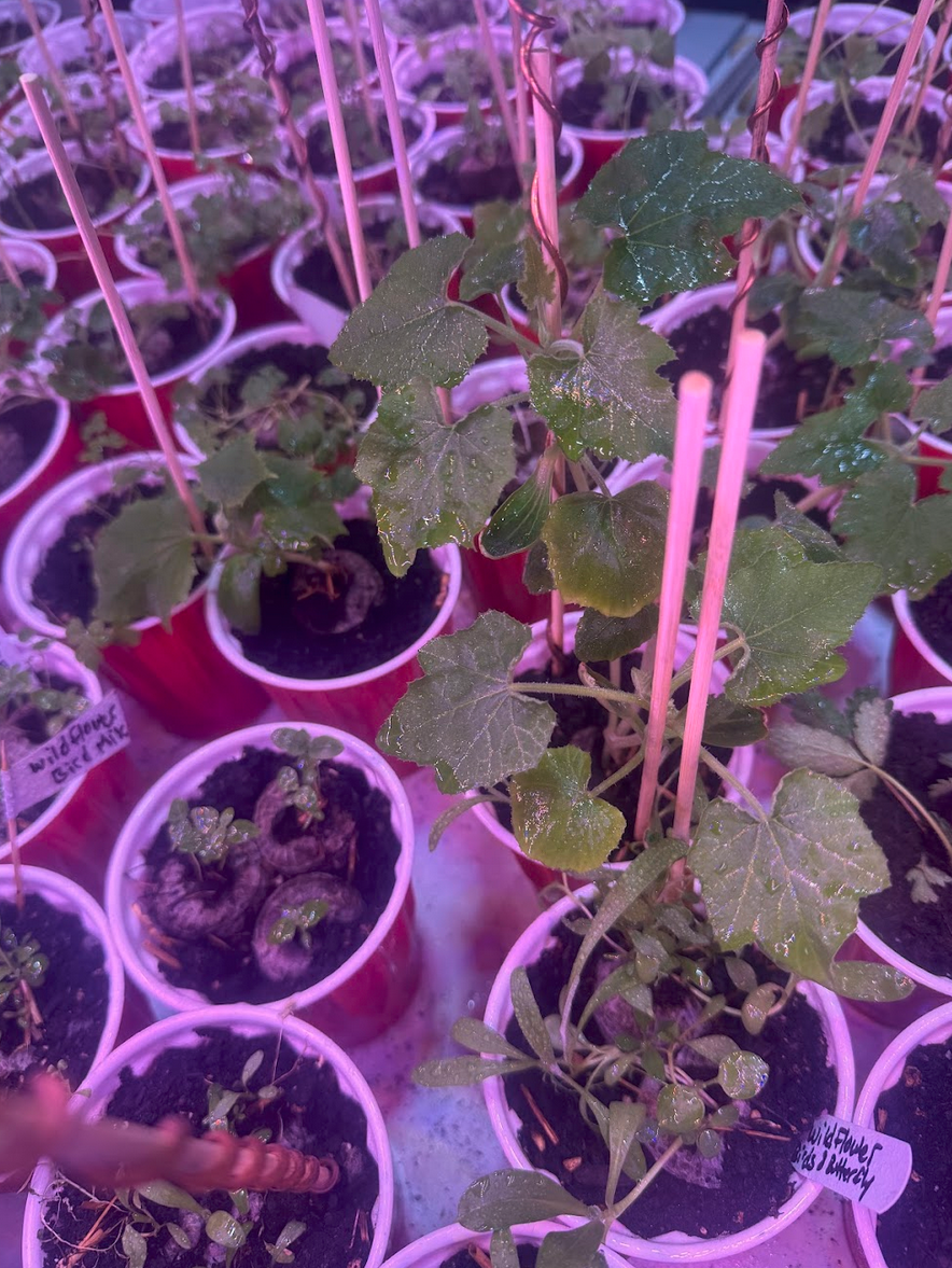 Dense seedling tray under pink LED grow light — copper wire stakes visible in multiple solo and small cups, wildflower labels