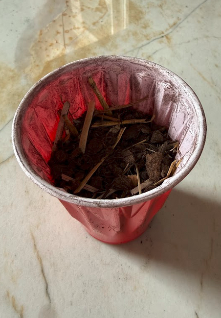 Solo cup packed with hand-mixed hay-straw and peat moss base layer, no drainage holes to retain moisture — ready for sprouted seedling pod
